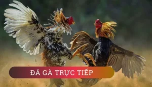 Bí Quyết Chinh Phục Đá Gà 3D Tại 789WIN Để Tăng Tỷ Lệ Thắng