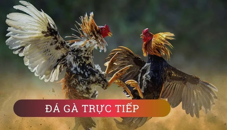 Bí Quyết Chinh Phục Đá Gà 3D Tại 789WIN Để Tăng Tỷ Lệ Thắng