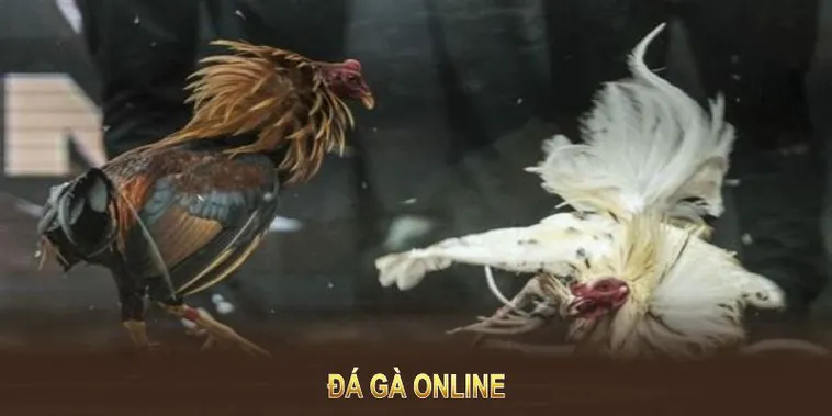 Kinh Nghiệm Chinh Phục Đá Gà 789WIN Để Thắng Lớn 1 Kinh Nghiệm Chinh Phục Đá Gà 789WIN Để Thắng Lớn